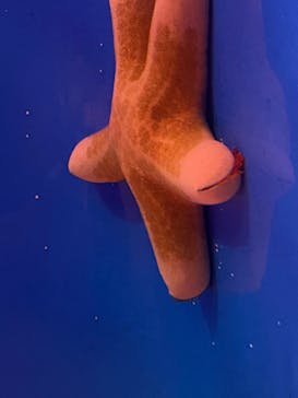 サンシャイン水族館に投稿された画像（2021/12/22）