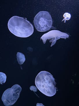 サンシャイン水族館に投稿された画像（2021/12/22）