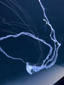 サンシャイン水族館に投稿された画像（2021/12/22）