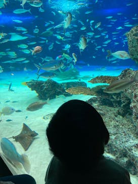 サンシャイン水族館に投稿された画像（2021/12/22）