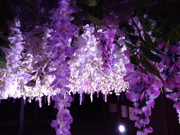 東京メガイルミに投稿された画像（2021/12/22）