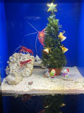 サンシャイン水族館に投稿された画像（2021/12/23）