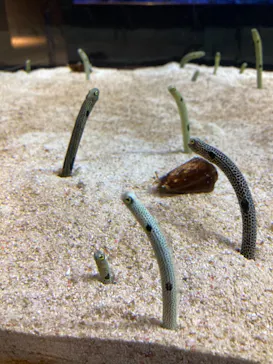 すみだ水族館に投稿された画像（2021/12/23）