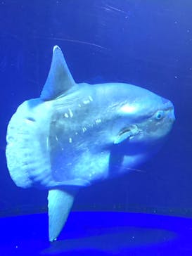 サンシャイン水族館に投稿された画像（2021/12/23）