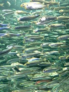 サンシャイン水族館に投稿された画像（2021/12/23）