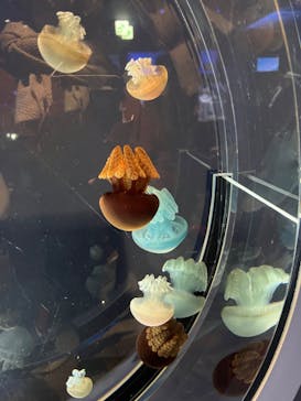 名古屋港水族館に投稿された画像（2021/12/23）