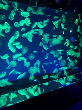 名古屋港水族館に投稿された画像（2021/12/23）