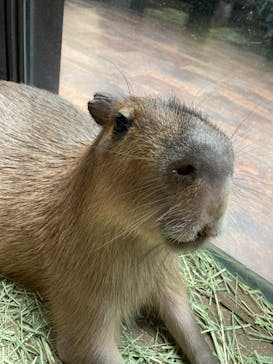 カワスイ 川崎⽔族館に投稿された画像（2021/12/23）