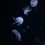 サンシャイン水族館に投稿された画像（2021/12/23）