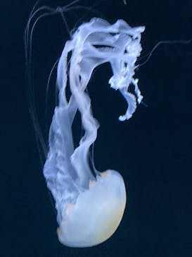 サンシャイン水族館に投稿された画像（2021/12/23）