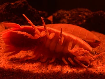 サンシャイン水族館に投稿された画像（2021/12/23）