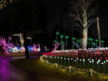 美らヤシパークオキナワ・東南植物楽園に投稿された画像（2021/12/23）