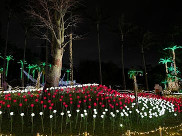 美らヤシパークオキナワ・東南植物楽園に投稿された画像（2021/12/23）