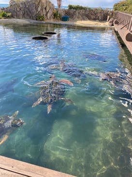 串本海中公園水族館に投稿された画像（2021/12/23）