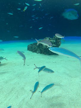 サンシャイン水族館に投稿された画像（2021/12/24）