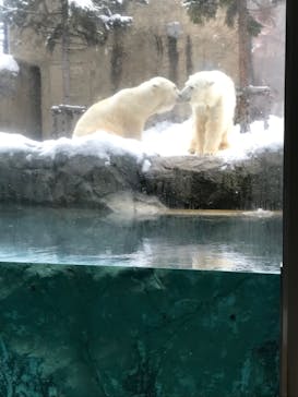 旭川市旭山動物園に投稿された画像（2021/12/24）