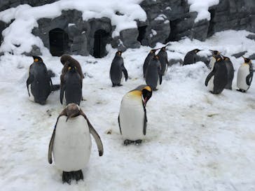 旭川市旭山動物園に投稿された画像（2021/12/24）