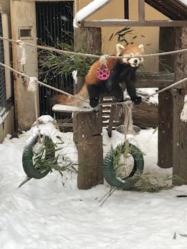旭川市旭山動物園に投稿された画像（2021/12/24）