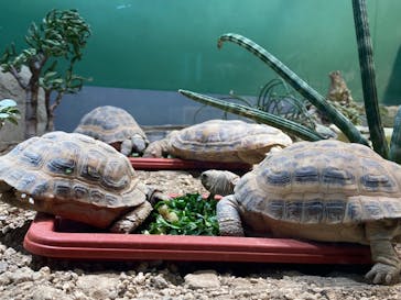 サンシャイン水族館に投稿された画像（2021/12/24）