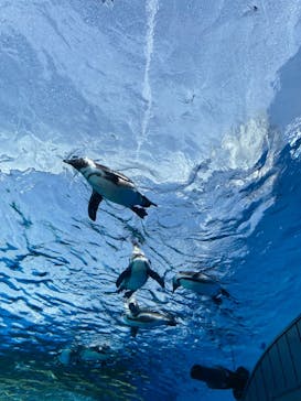 サンシャイン水族館に投稿された画像（2021/12/24）