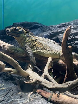 サンシャイン水族館に投稿された画像（2021/12/24）