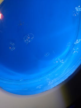 新江ノ島水族館に投稿された画像（2021/12/24）