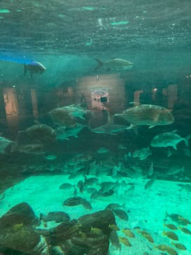 株式会社Gに投稿された画像（2021/12/24）