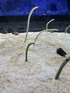 すみだ水族館に投稿された画像（2021/12/24）