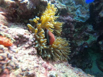 武藤潜水に投稿された画像（2021/12/24）