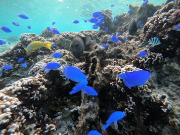 武藤潜水に投稿された画像（2021/12/24）