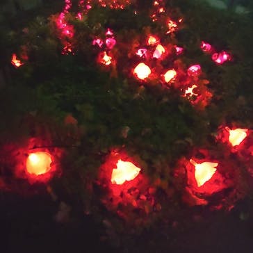 いばらきフラワーパークに投稿された画像（2021/12/24）