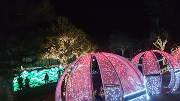 美らヤシパークオキナワ・東南植物楽園に投稿された画像（2021/12/24）