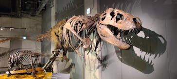 ティラノサウルス展 ～Ｔ. rex 驚異の肉食恐竜～（名古屋市科学館）に投稿された画像（2021/12/24）