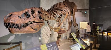 ティラノサウルス展 ～Ｔ. rex 驚異の肉食恐竜～（名古屋市科学館）に投稿された画像（2021/12/24）