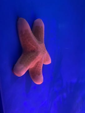 サンシャイン水族館に投稿された画像（2021/12/24）