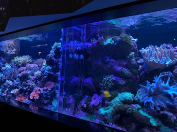 マクセル アクアパーク品川に投稿された画像（2021/12/24）