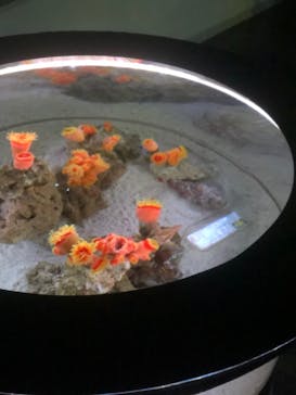 マクセル アクアパーク品川に投稿された画像（2021/12/24）