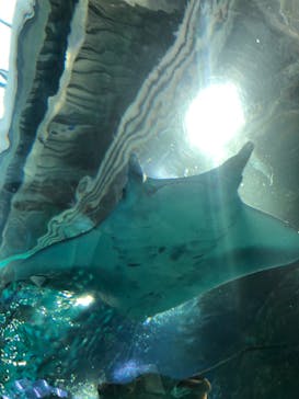 マクセル アクアパーク品川に投稿された画像（2021/12/24）