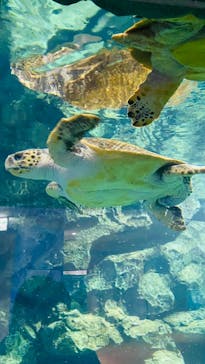 名古屋港水族館に投稿された画像（2021/12/24）