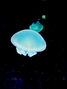 名古屋港水族館に投稿された画像（2021/12/24）