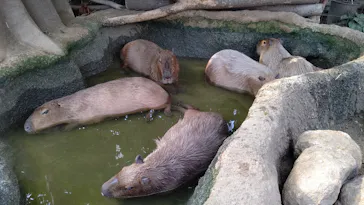 神戸どうぶつ王国に投稿された画像（2021/12/25）