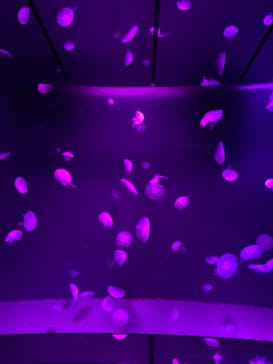 サンシャイン水族館に投稿された画像（2021/12/25）