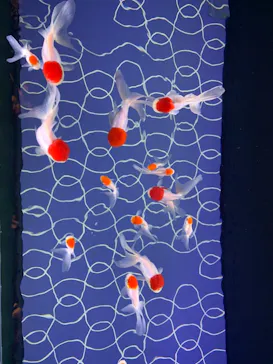 すみだ水族館に投稿された画像（2021/12/25）