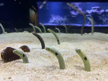 すみだ水族館に投稿された画像（2021/12/25）