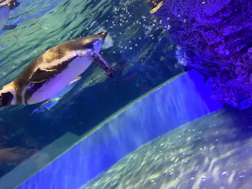 すみだ水族館に投稿された画像（2021/12/25）