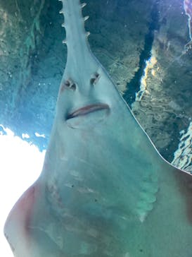 マクセル アクアパーク品川に投稿された画像（2021/12/25）