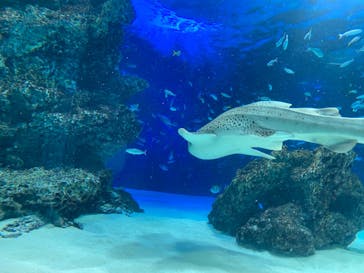 サンシャイン水族館に投稿された画像（2021/12/25）