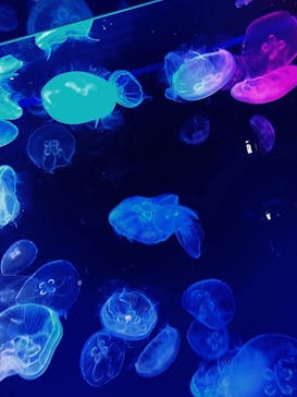 名古屋港水族館に投稿された画像（2021/12/25）