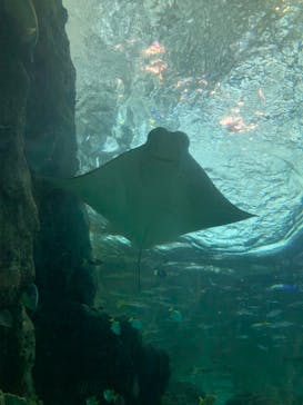 名古屋港水族館に投稿された画像（2021/12/25）