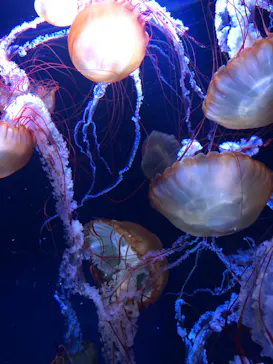 すみだ水族館に投稿された画像（2021/12/25）